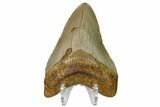 Fossil Megalodon Tooth - North Carolina #160502-2